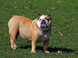 Bulldog Puppies for Sale in Nagpur