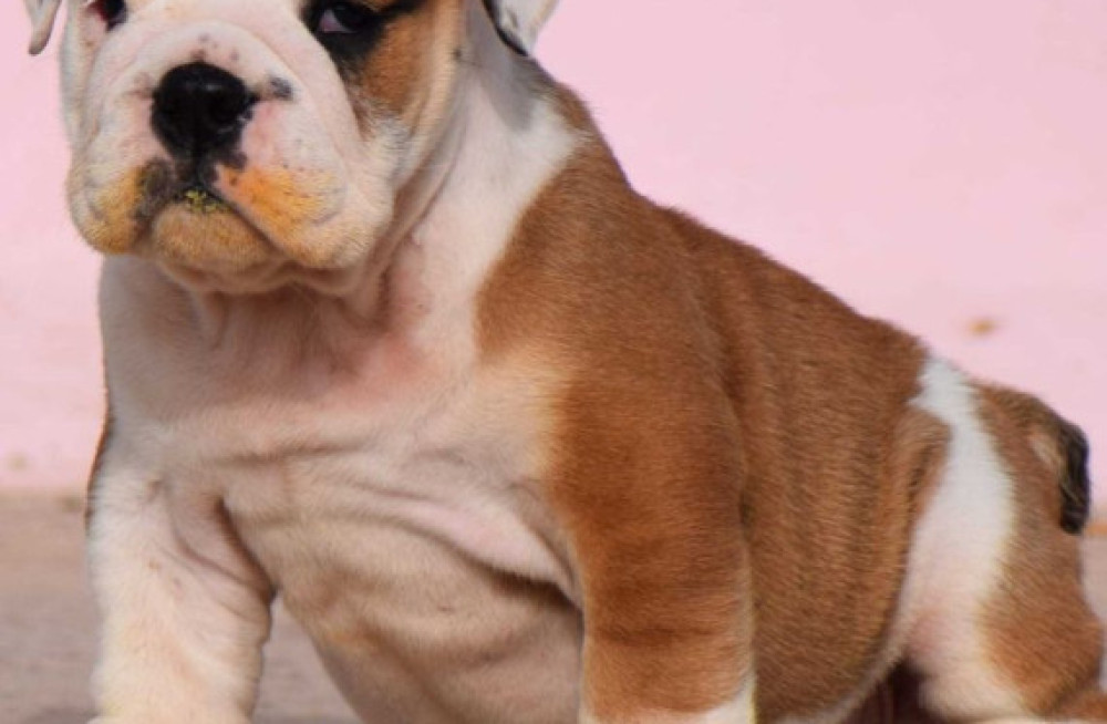 british-bulldog-breeders-in-nagpur-big-1