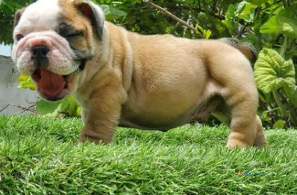 british-bulldog-breeders-in-nagpur-big-0