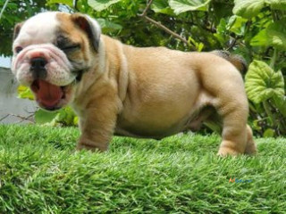 British Bulldog Breeders in Nagpur