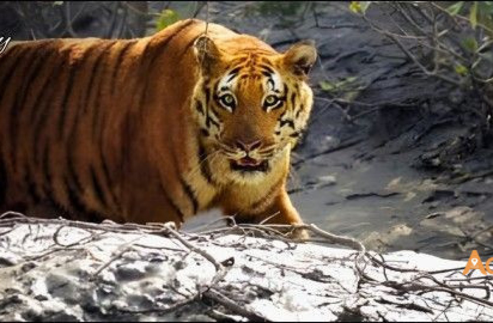 sundarban-tour-package-big-0