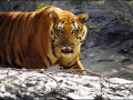 sundarban-tour-package-small-0