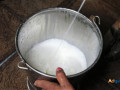 quality-gir-cow-milk-at-affordable-prices-in-ahmedabad-order-now-small-0