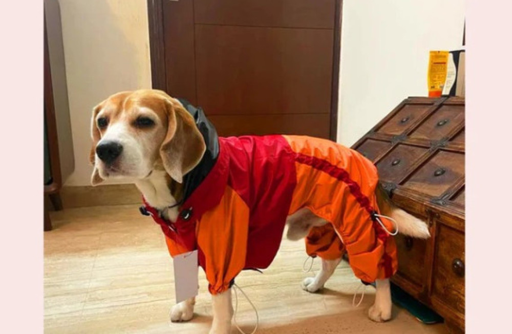 dog-raincoat-full-coverage-big-0