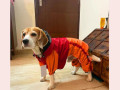 dog-raincoat-full-coverage-small-0