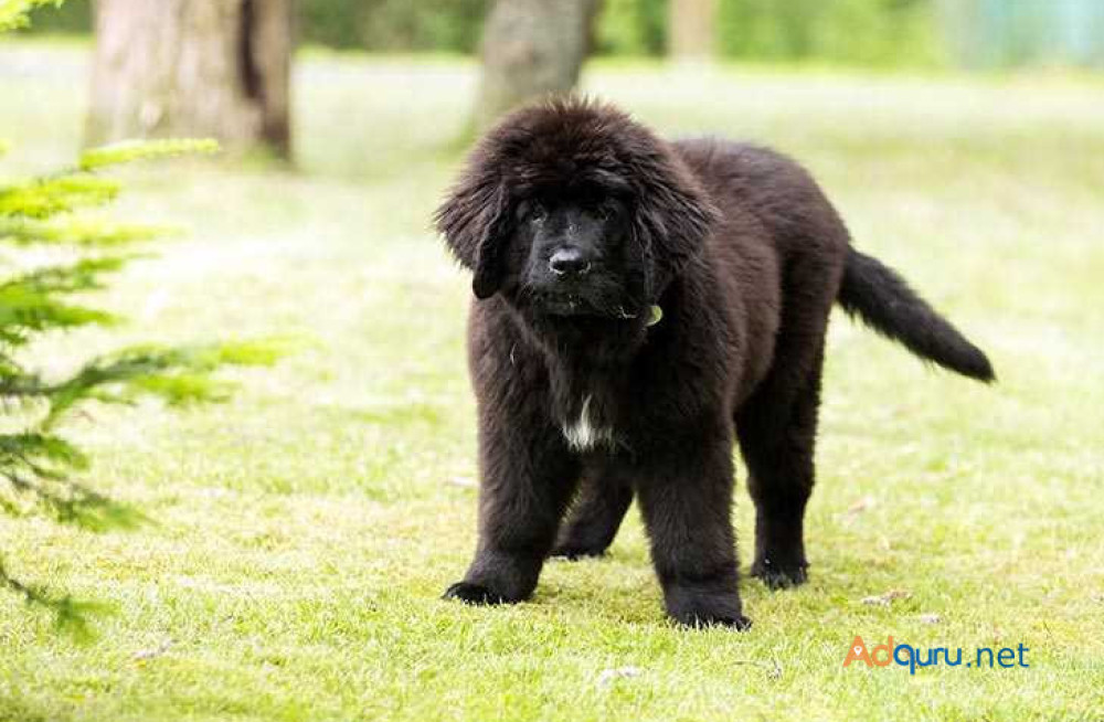 newfoundland-puppies-for-sale-in-madurai-big-0