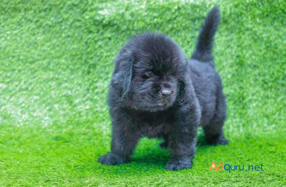 newfoundland-puppies-for-sale-in-madurai-big-1