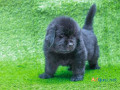 newfoundland-puppies-for-sale-in-madurai-small-1