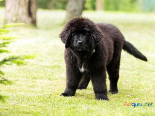 Newfoundland Puppies for Sale in Madurai