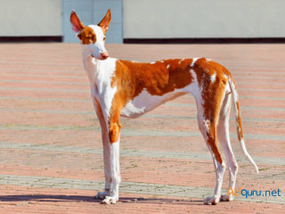 Rampur Hound Puppies for Sale in Madurai