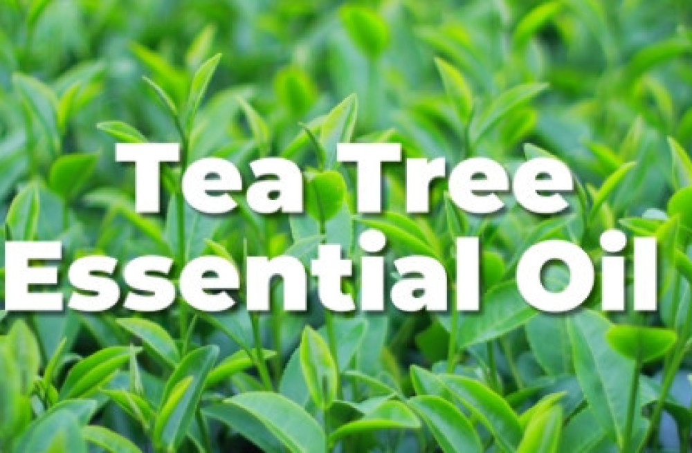 tea-tree-oil-big-1