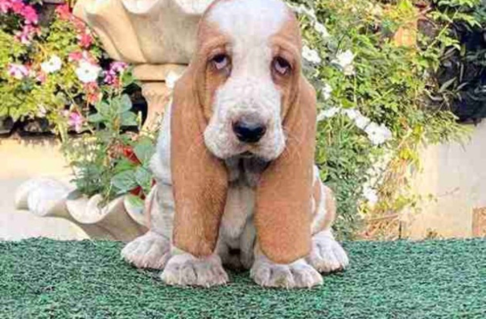 basset-hound-puppies-for-sale-in-madurai-big-0