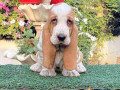 basset-hound-puppies-for-sale-in-madurai-small-0