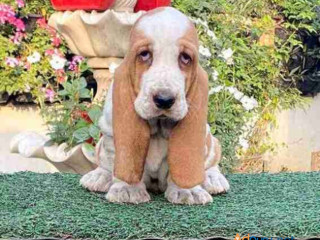 Basset Hound Puppies for Sale in Madurai