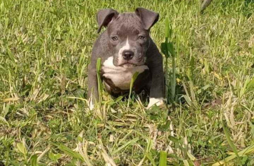 american-bully-puppies-for-sale-in-madurai-big-0