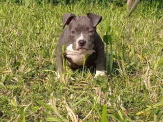 American Bully Puppies for Sale in Madurai