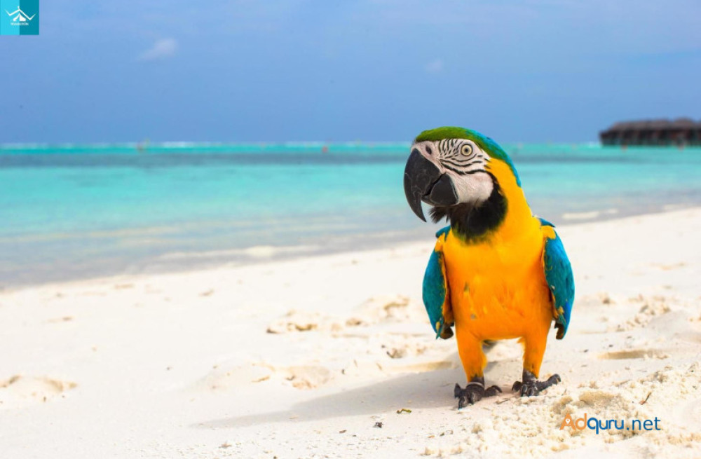 discover-the-exotic-beauty-of-parrot-island-big-0