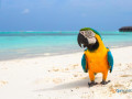 discover-the-exotic-beauty-of-parrot-island-small-0