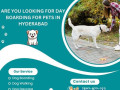 professional-day-boarding-for-pets-in-hyderabad-small-0