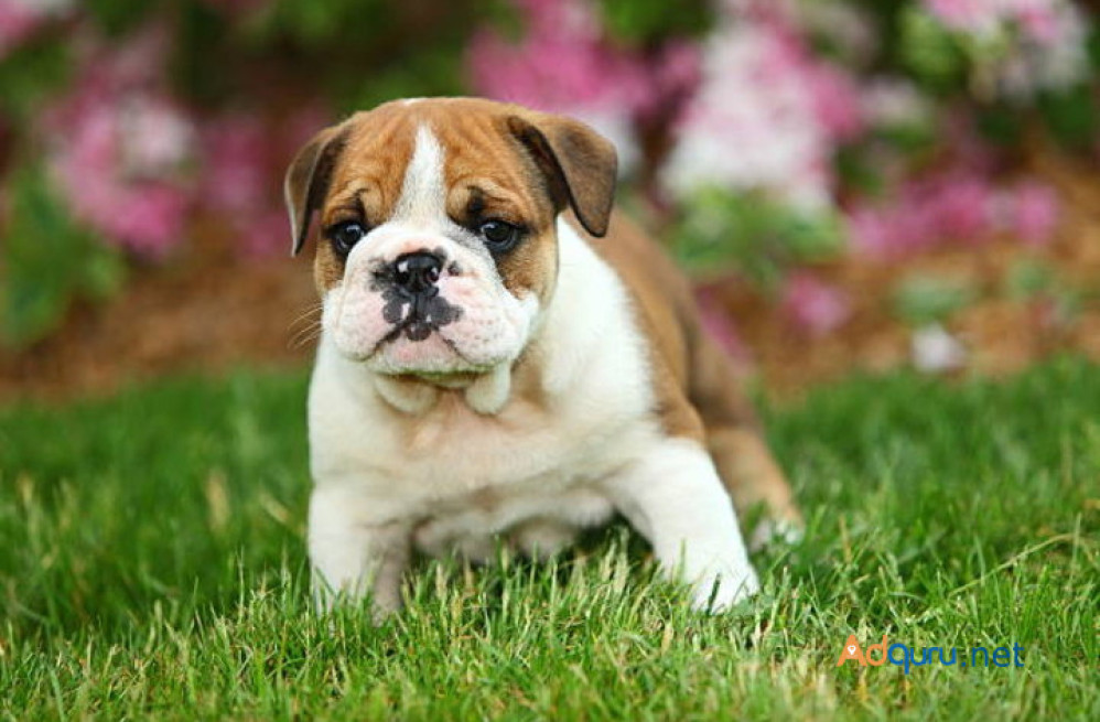 bulldog-puppies-for-sale-in-madurai-big-0