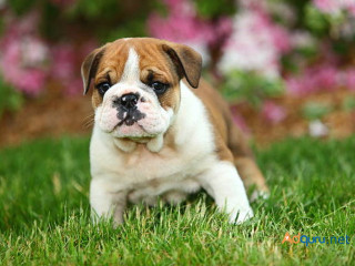 Bulldog Puppies for Sale in Madurai