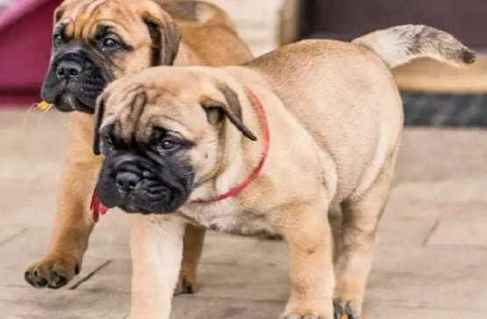 bullmastiff-puppies-for-sale-in-madurai-big-1