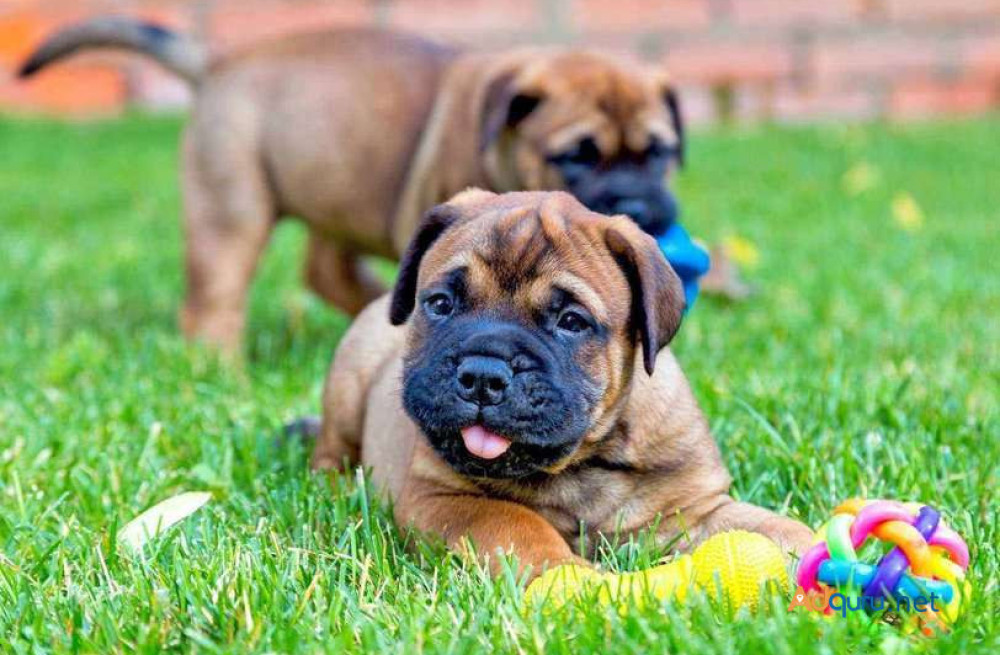 bullmastiff-puppies-for-sale-in-madurai-big-0