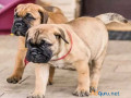 bullmastiff-puppies-for-sale-in-madurai-small-1