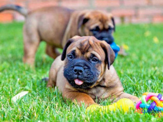 Bullmastiff Puppies for Sale in Madurai