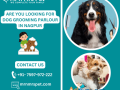 best-dog-grooming-parlour-in-nagpur-small-0