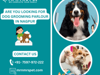 Best Dog Grooming Parlour in Nagpur