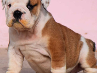 British Bulldog Puppies for Sale in Madurai