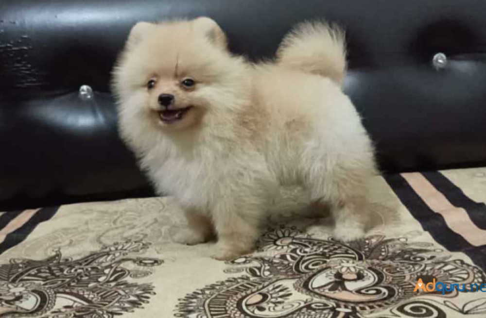 culture-pomeranian-puppies-for-sale-in-madurai-big-0