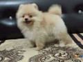 culture-pomeranian-puppies-for-sale-in-madurai-small-0