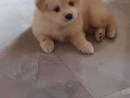 culture-pomeranian-puppies-for-sale-in-madurai-small-1