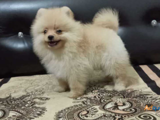 Culture Pomeranian Puppies for Sale in Madurai