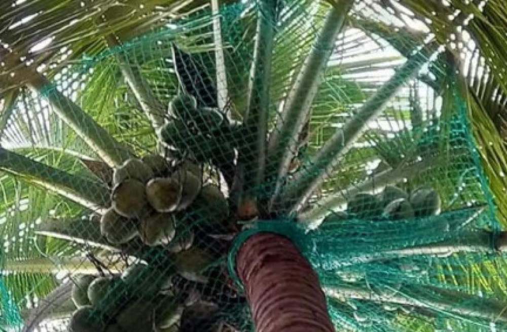 best-coconut-tree-safety-nets-in-bangalore-call-menorah-coconets-6362539199-big-0