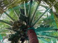 best-coconut-tree-safety-nets-in-bangalore-call-menorah-coconets-6362539199-small-0