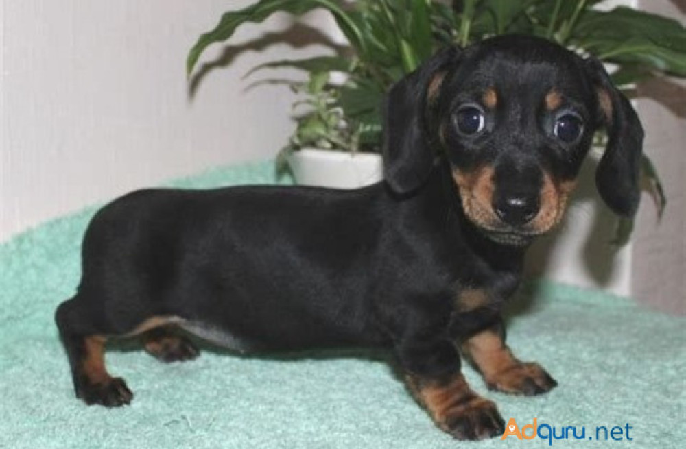 dachshund-puppies-for-sale-in-madurai-big-0