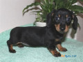 dachshund-puppies-for-sale-in-madurai-small-0