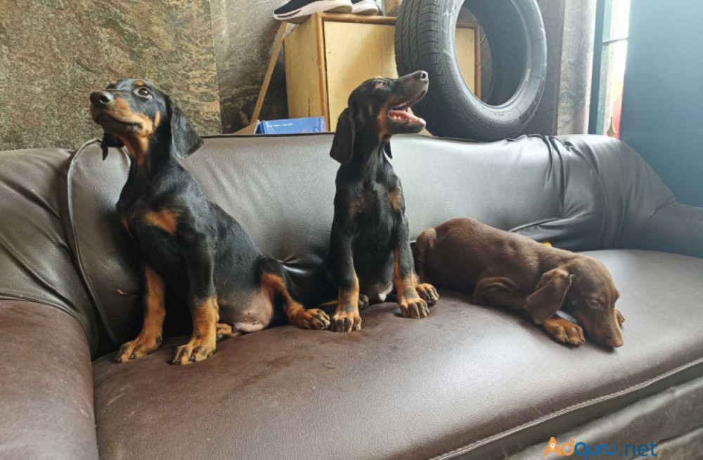 doberman-pinscher-puppies-for-sale-in-madurai-big-0