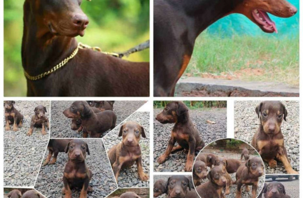 doberman-pinscher-puppies-for-sale-in-madurai-big-1