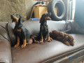 doberman-pinscher-puppies-for-sale-in-madurai-small-0