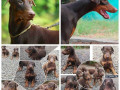 doberman-pinscher-puppies-for-sale-in-madurai-small-1