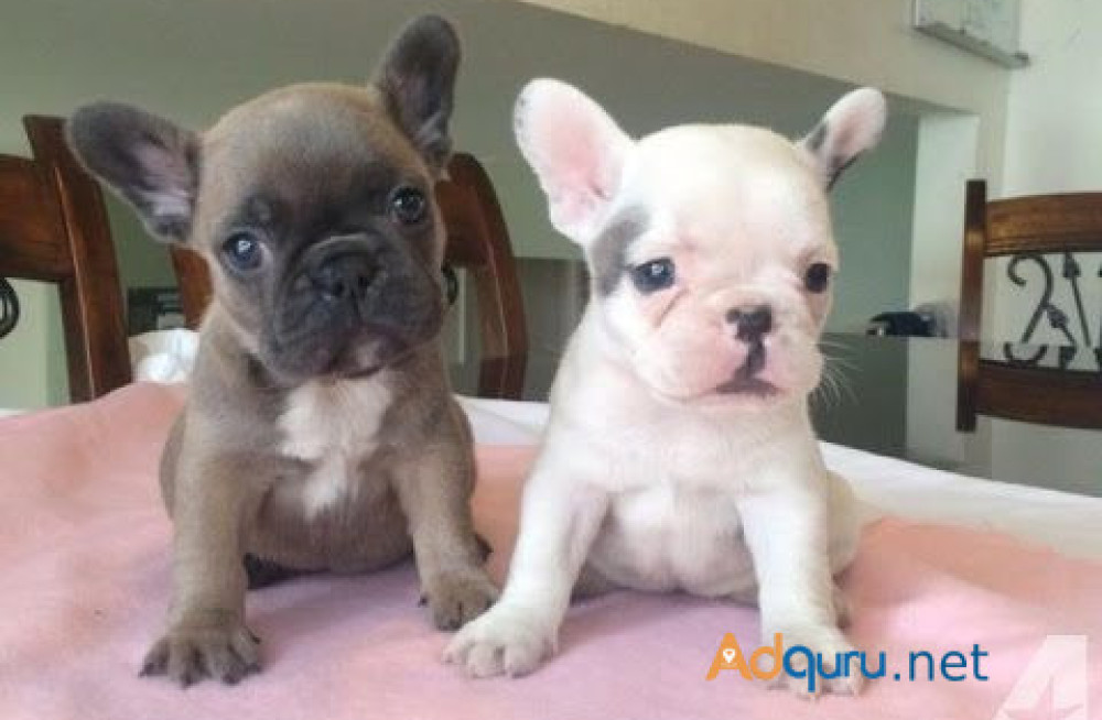 french-bulldog-puppies-for-sale-in-madurai-big-1