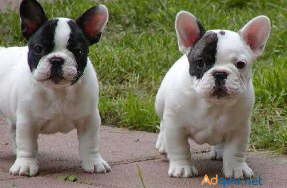 french-bulldog-puppies-for-sale-in-madurai-big-0