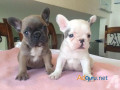 french-bulldog-puppies-for-sale-in-madurai-small-1