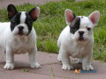 french-bulldog-puppies-for-sale-in-madurai-small-0