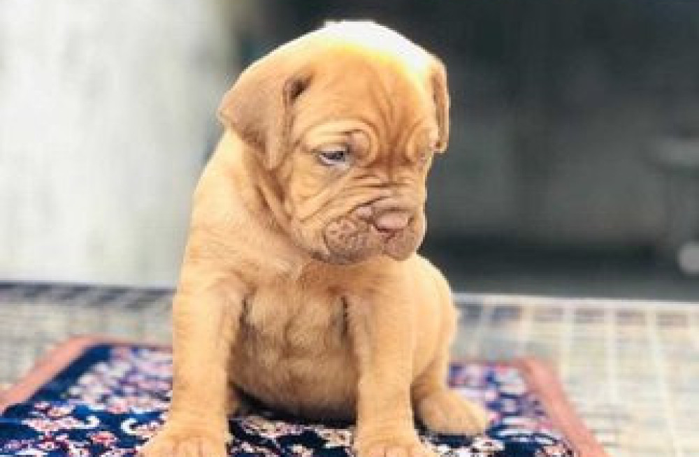 french-mastiff-puppies-for-sale-in-madurai-big-1