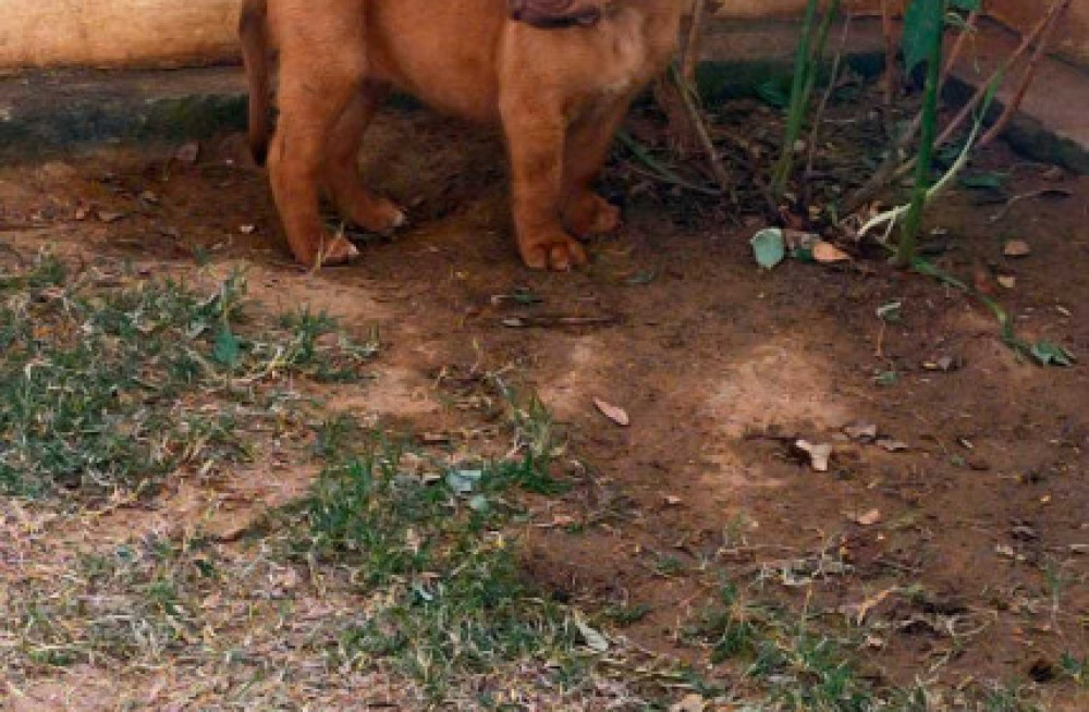 french-mastiff-puppies-for-sale-in-madurai-big-0